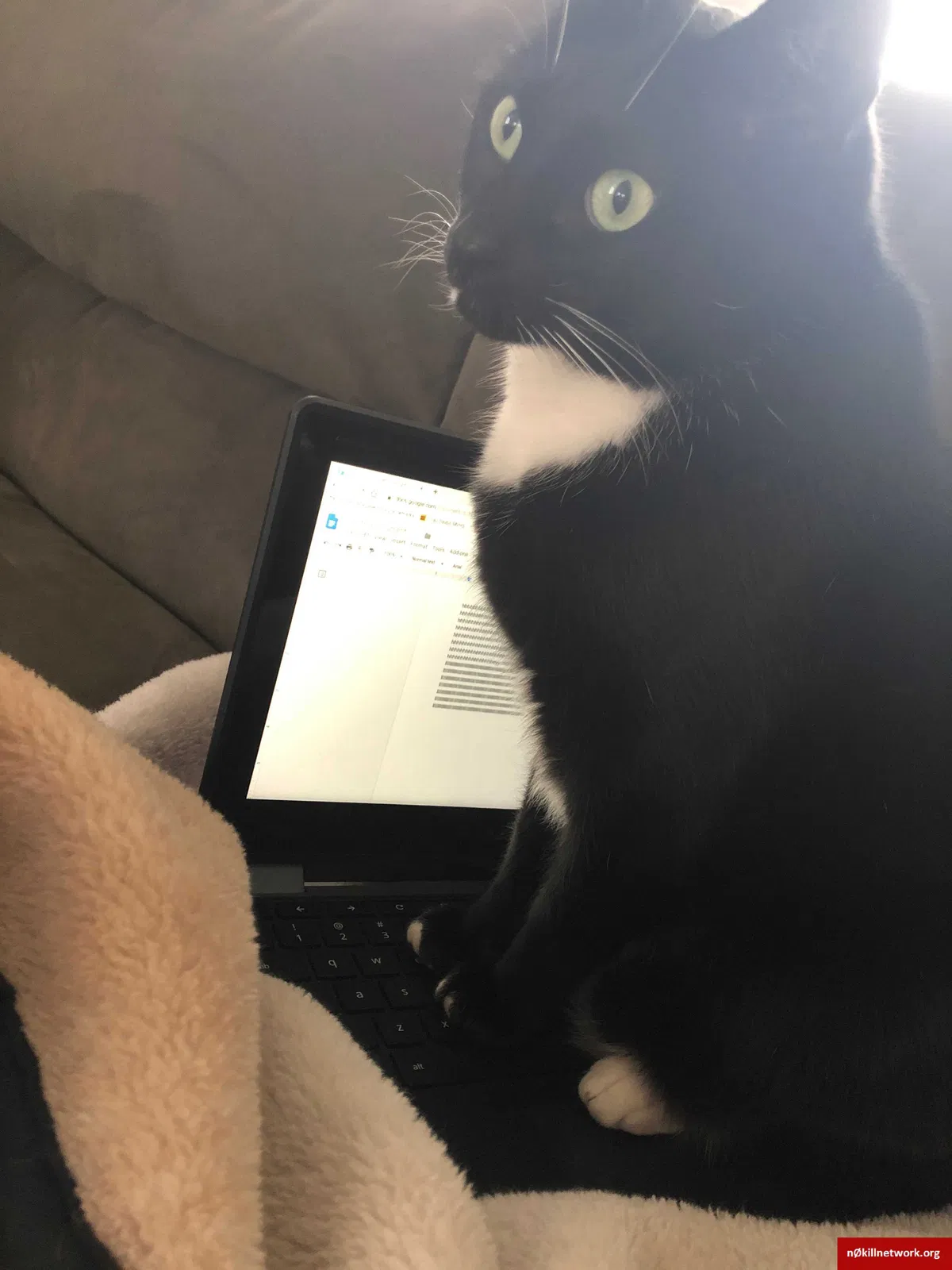 Lost cat in Oregon City, OR, 97045