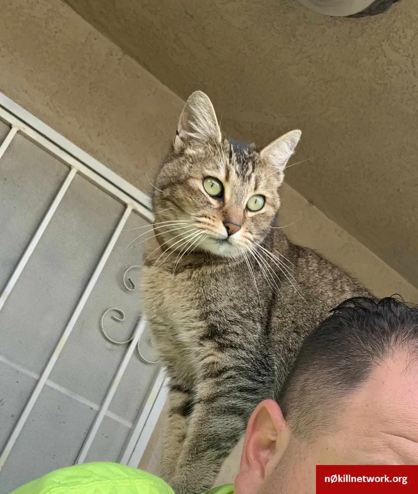 Lost cat in Union City, CA, 94587