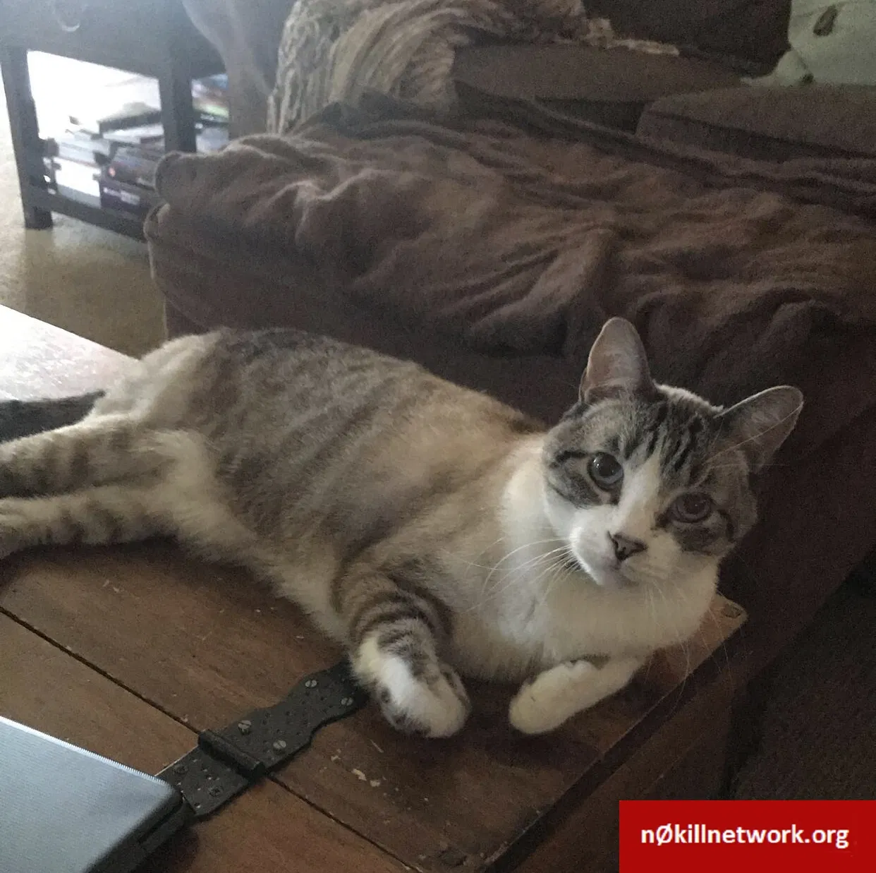 Lost cat in Rancho Cucamonga, CA, 91739