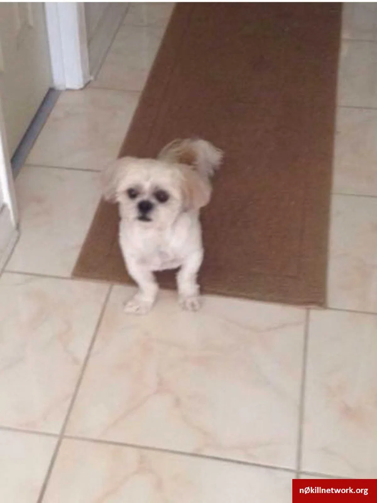 Lost dog in New Orleans, LA, 70127