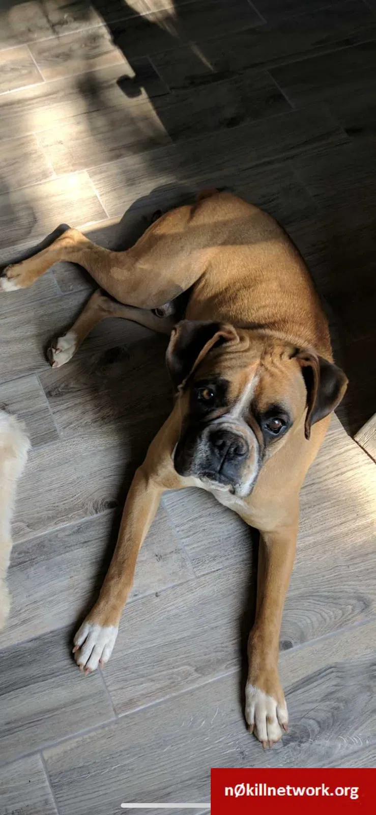 Lost dog in Tulsa, OK, 74112