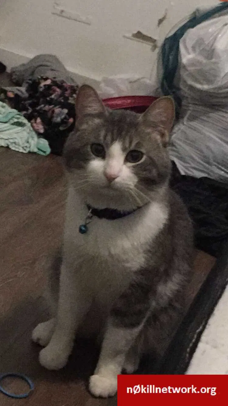 Lost cat in Spokane, WA, 99223