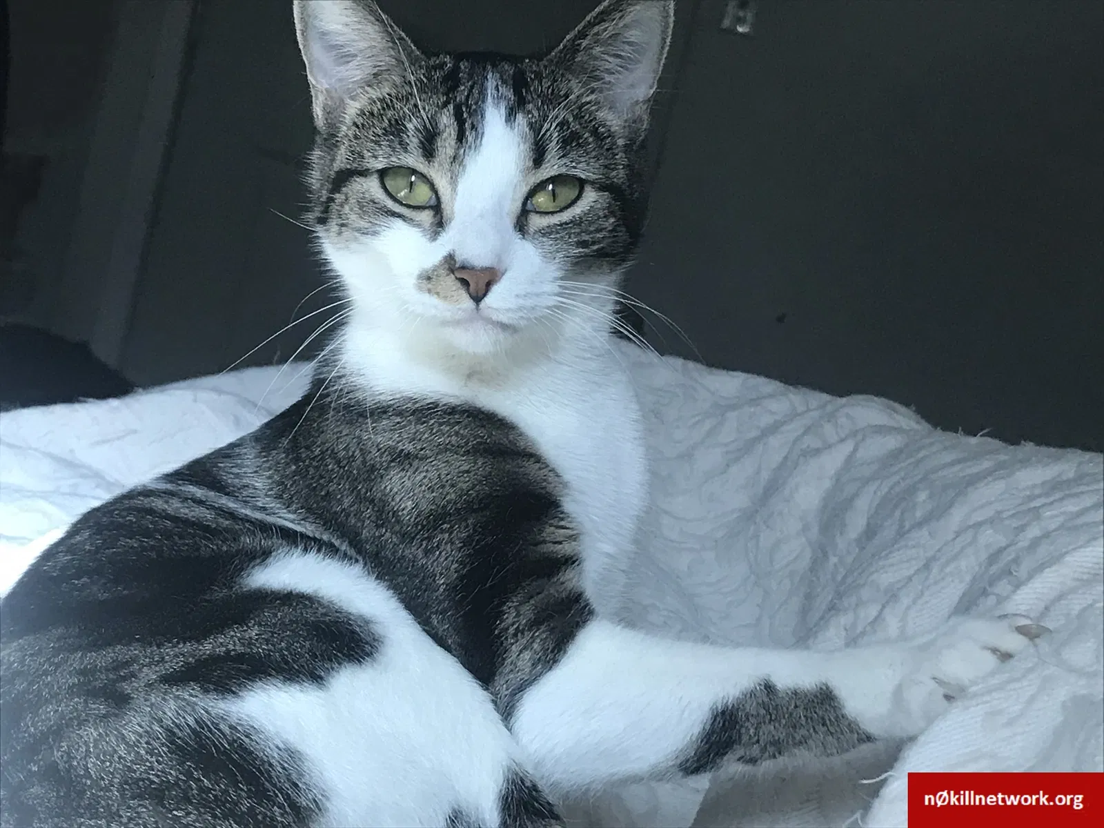 Lost cat in Austin, TX, 78758