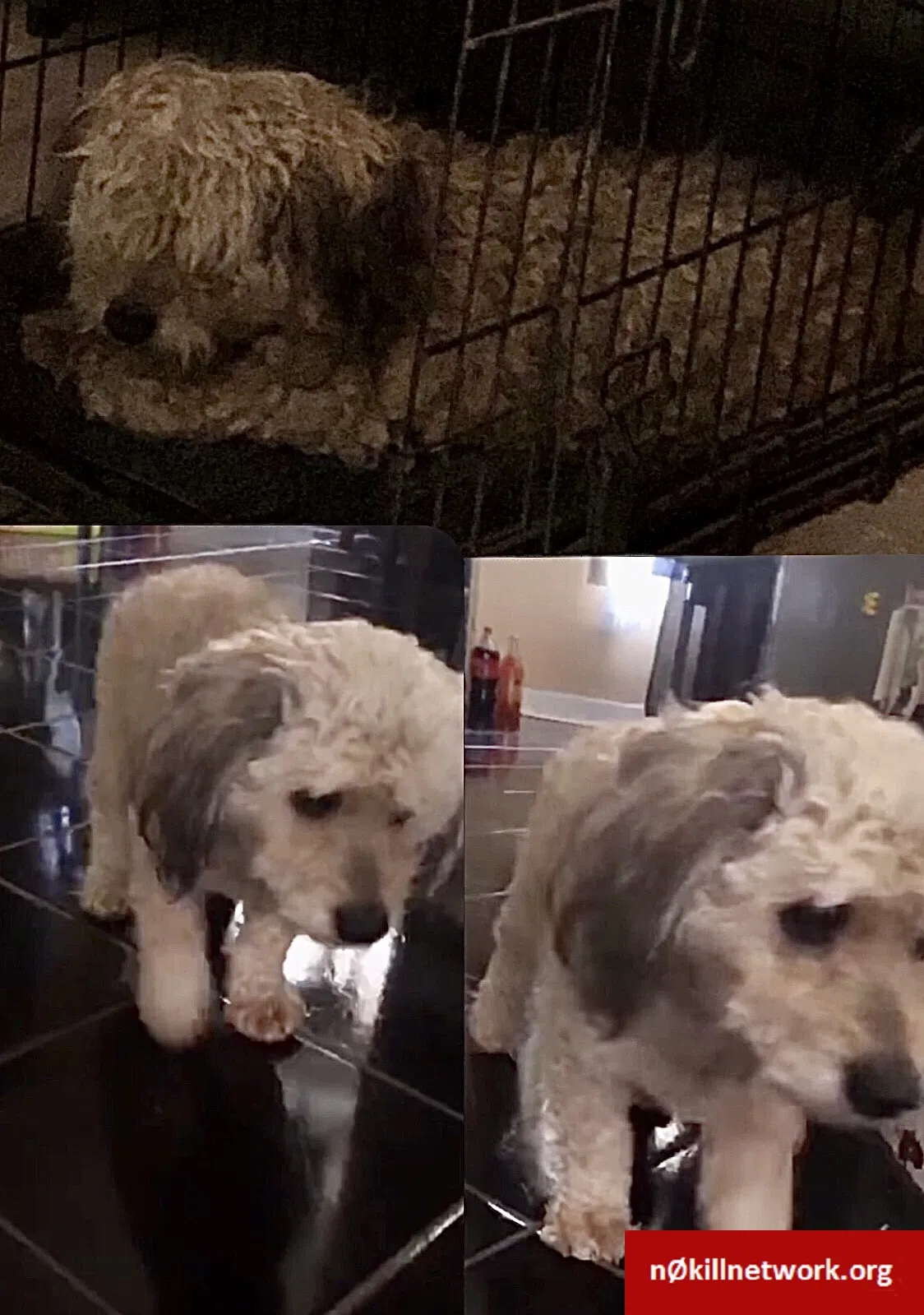 Lost dog in Chicago, IL, 60629