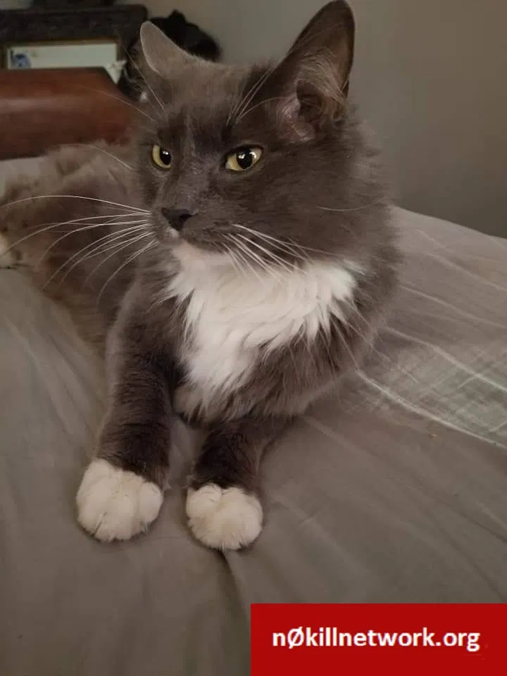 Lost cat in Bunker Hill, WV, 25413