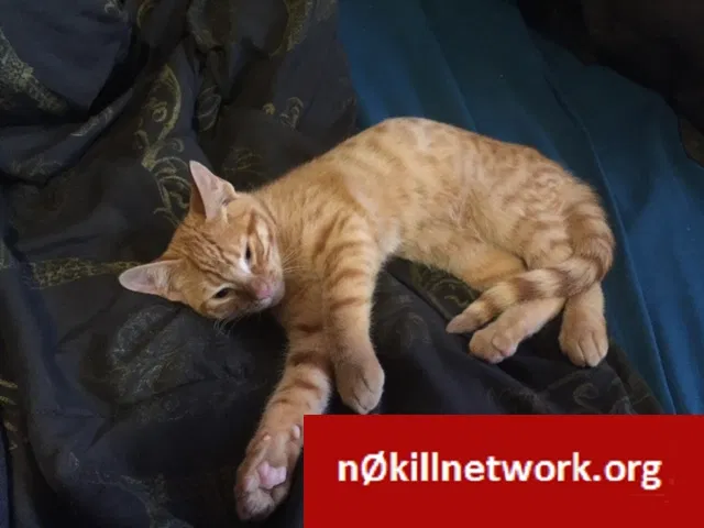 Lost cat in Mount Vernon, WA, 98273