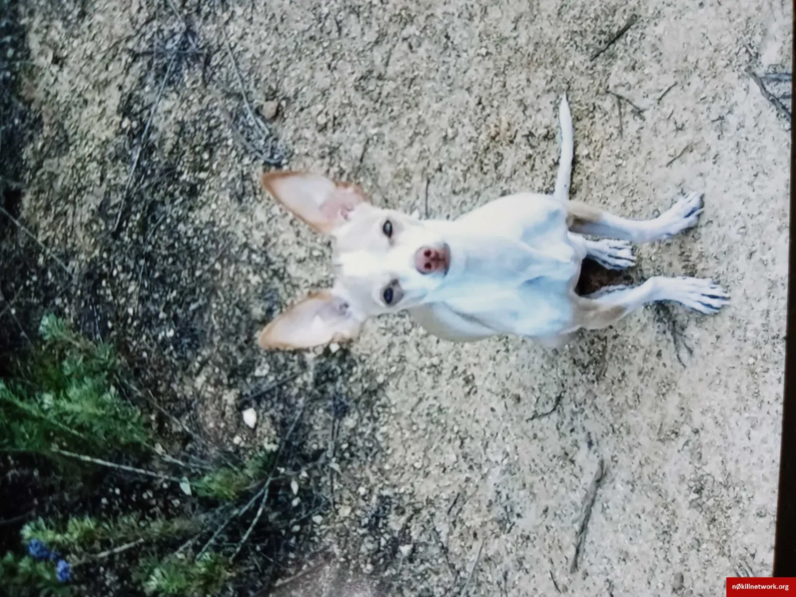 Lost dog in Indianapolis, IN, 46250