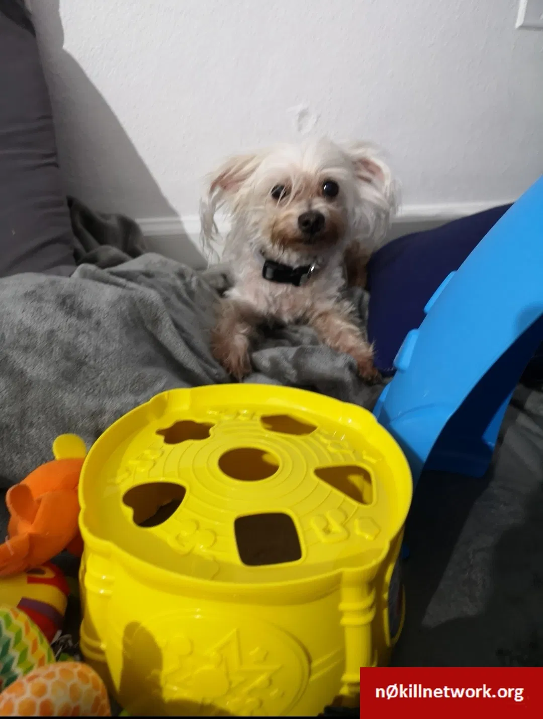 Lost dog in Metairie, LA, 70002