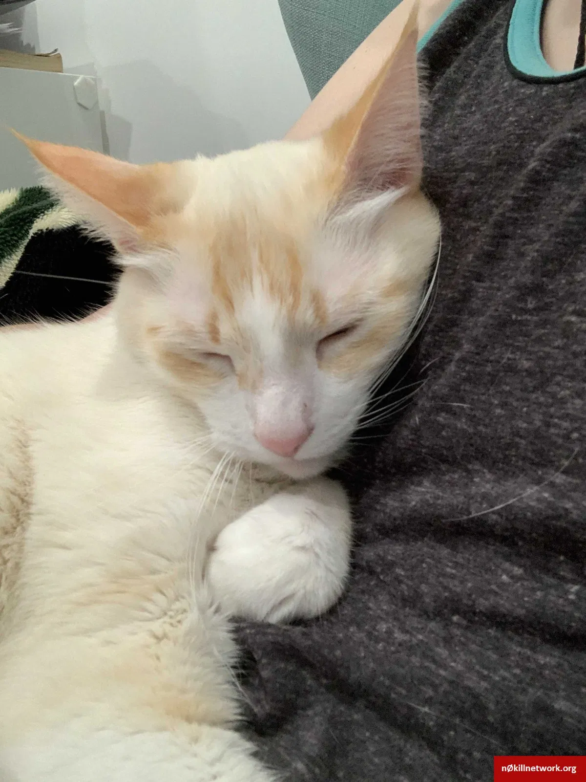 Lost cat in Los Angeles, CA, 90043