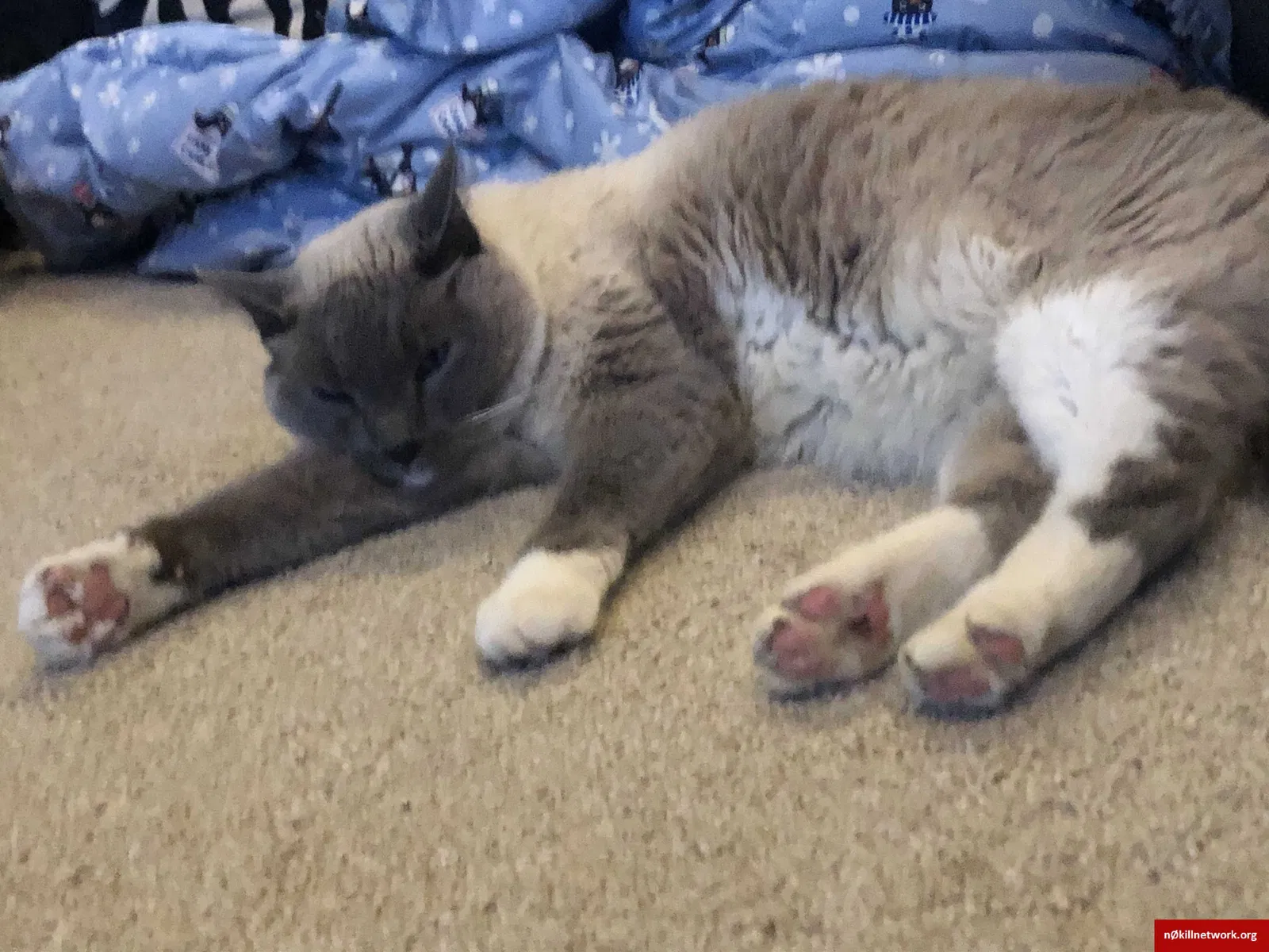 Lost cat in Barrington, IL, 60010