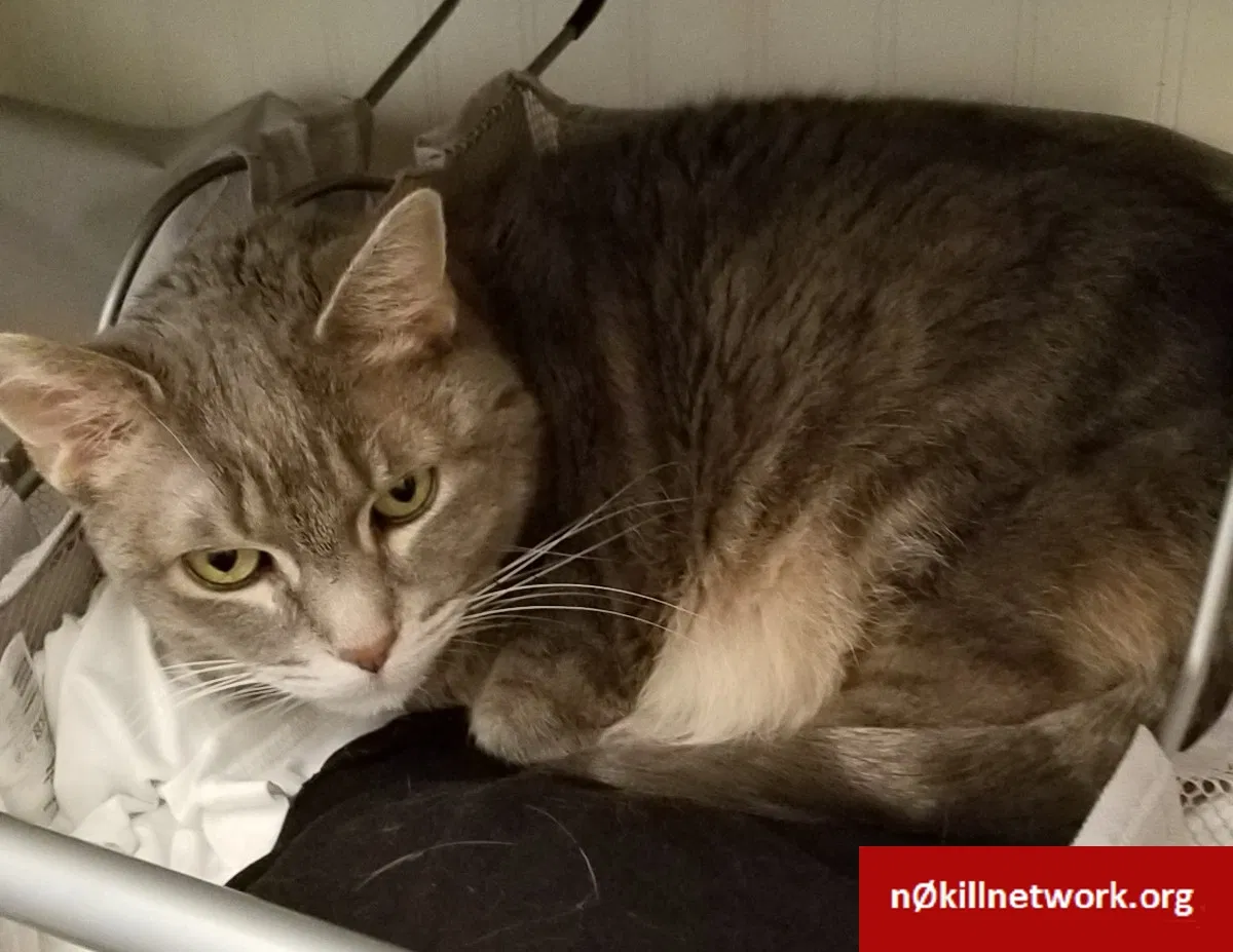 Lost cat in Chicago, IL, 60623