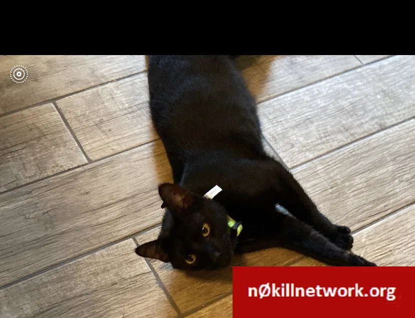 Lost cat in Fort Worth, TX, 76137