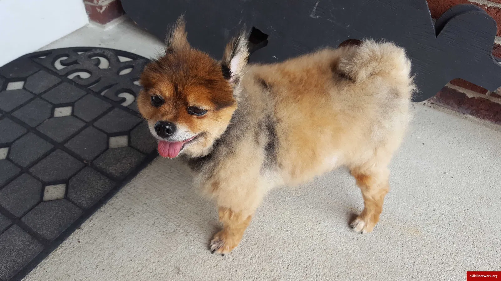 Lost dog in Amanda, OH, 43102