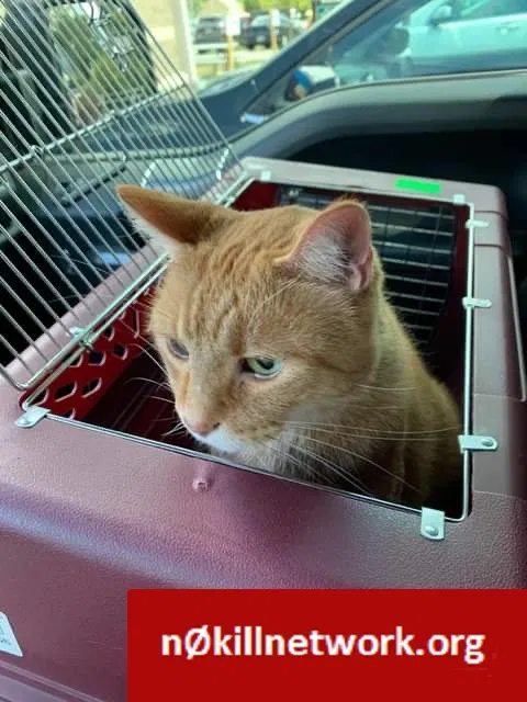 Lost cat in Fort Wayne, IN, 46815