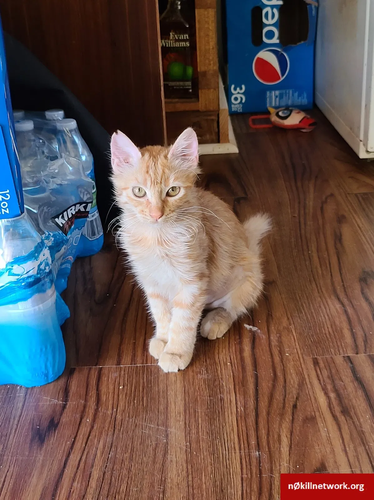 Lost cat in Mililani, HI, 96789