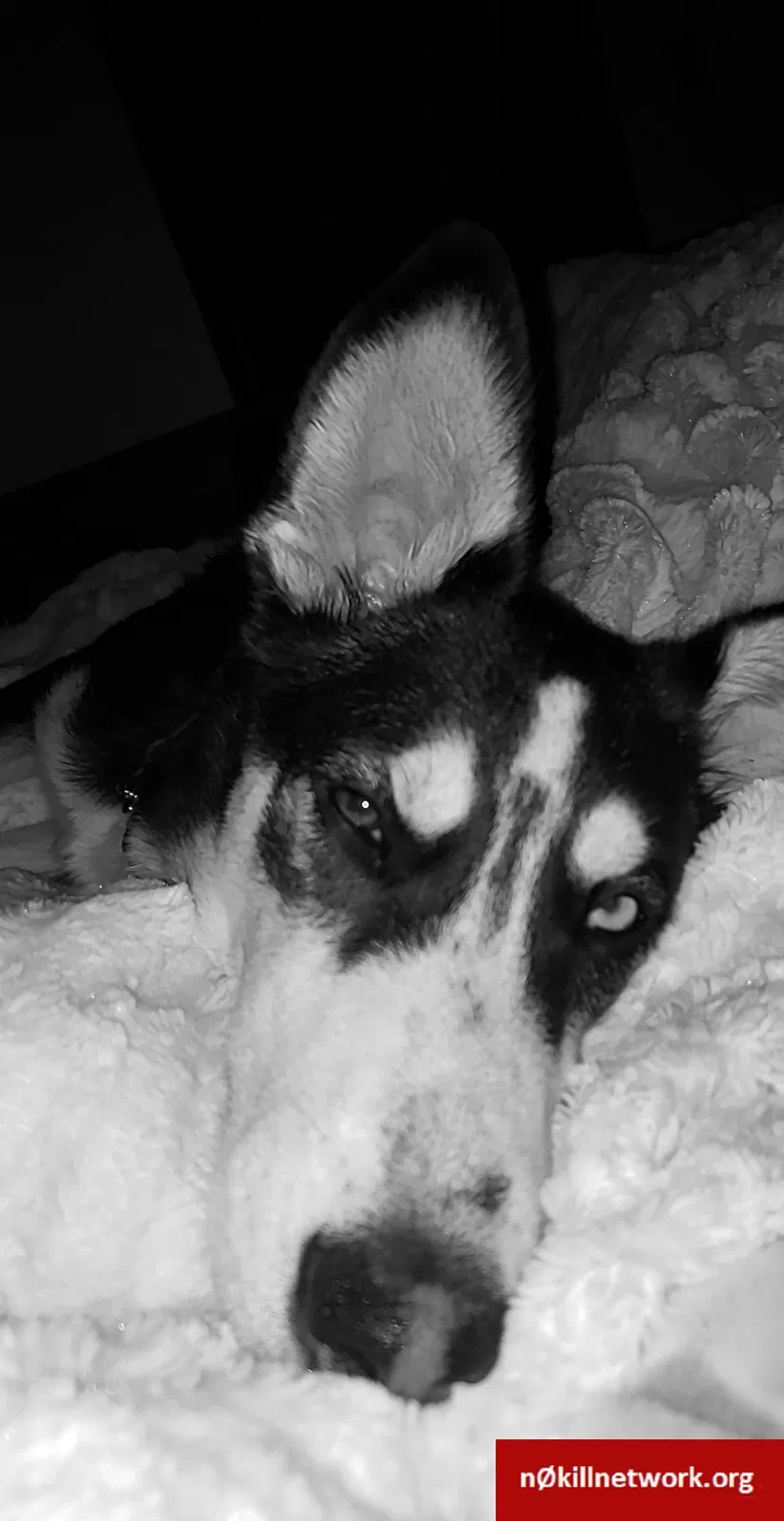Lost dog in Boring, OR, 97009