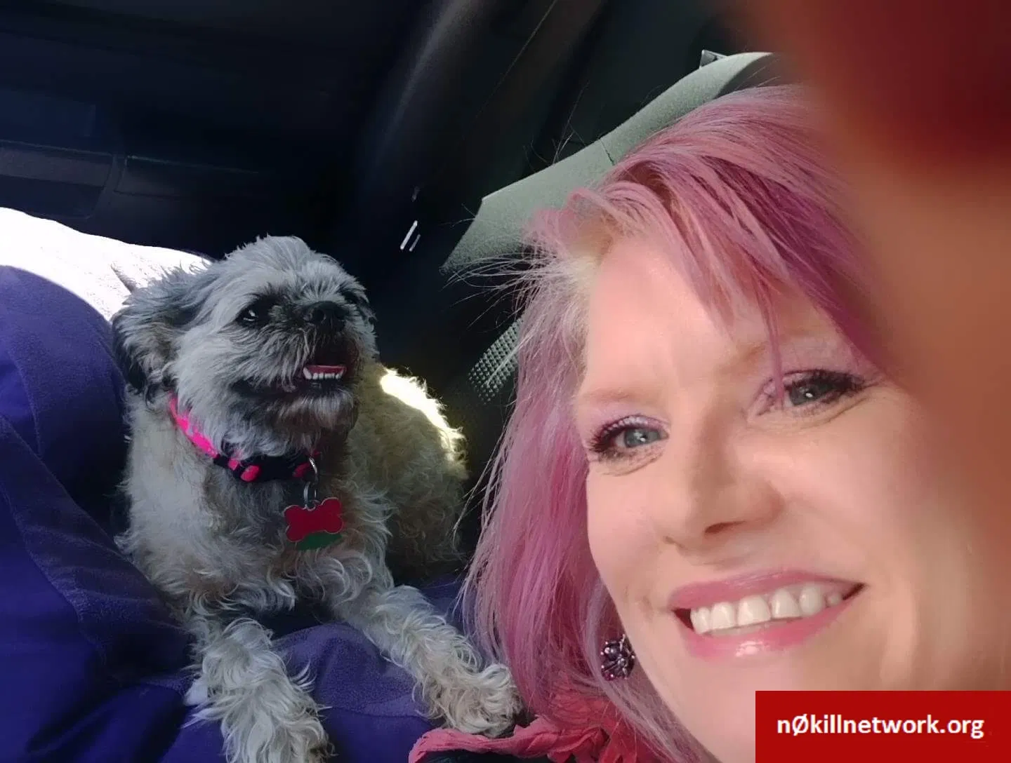 Lost dog in Portland, OR, 97220