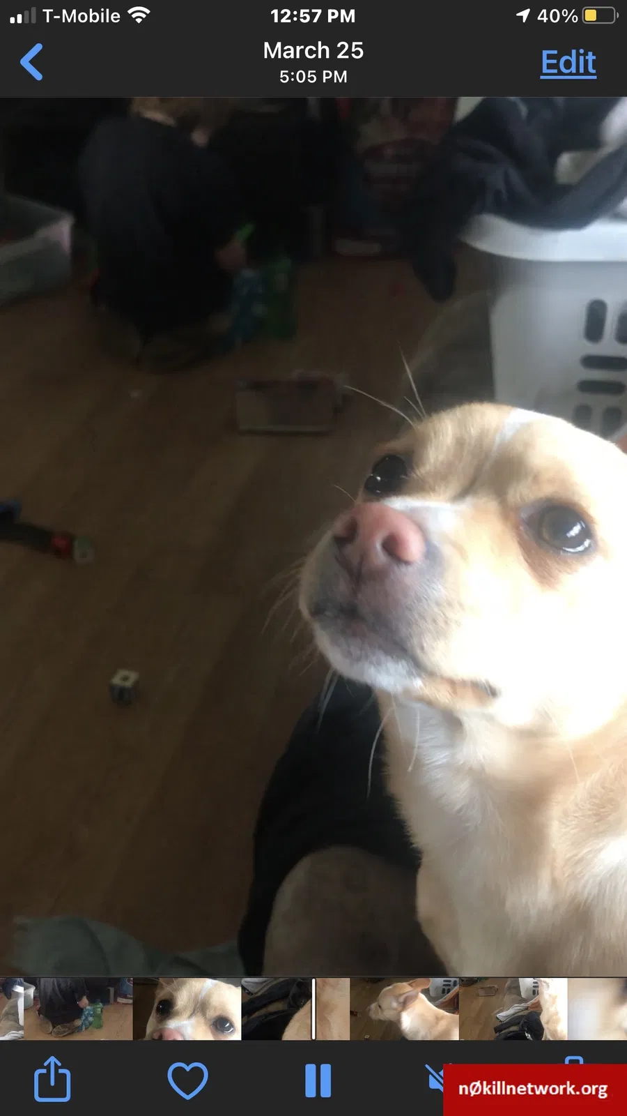 Lost dog in Portland, OR, 97203