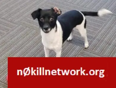 Lost dog in San Bernardino, CA, 92404