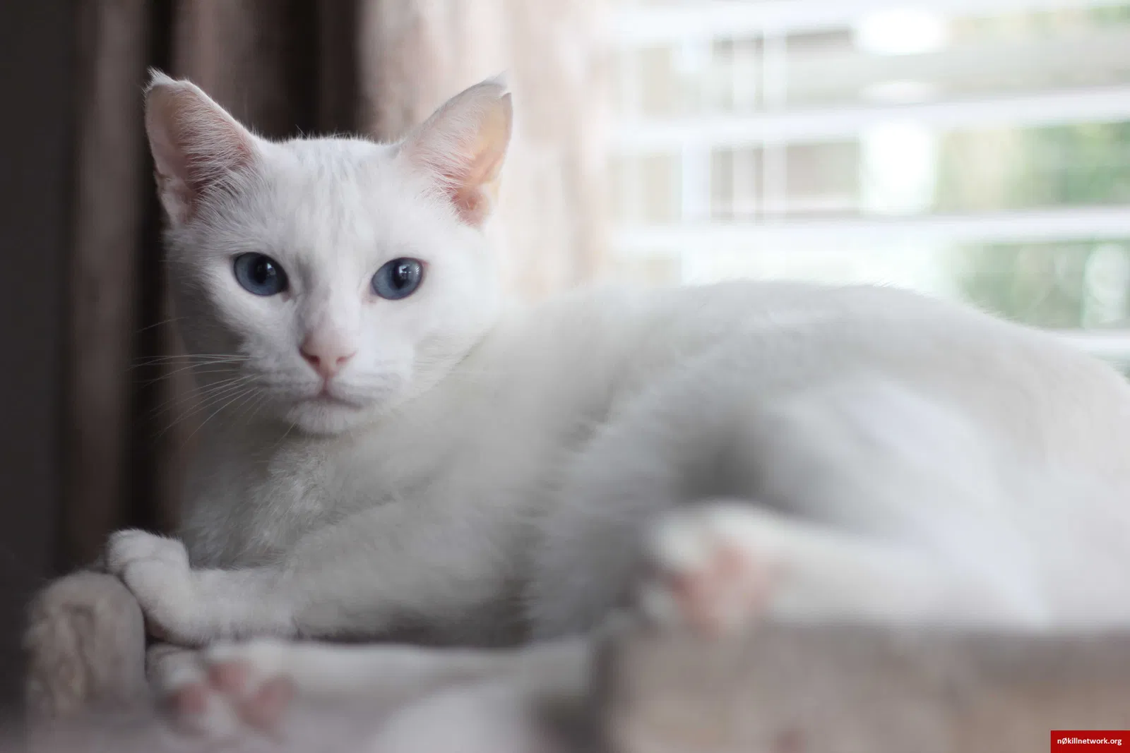 Lost cat in Pflugerville, TX, 78660
