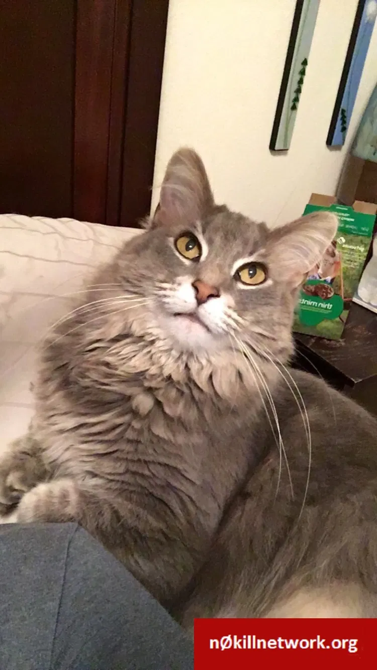 Lost cat in Waterford, MI, 48327
