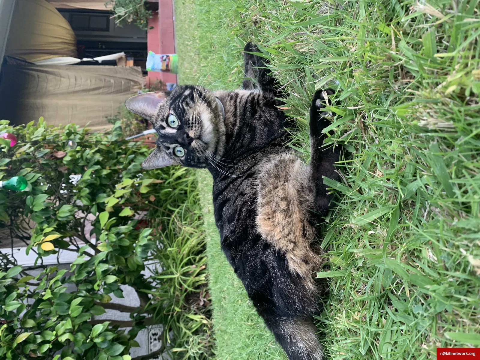 Lost cat in Long Beach, CA, 90807