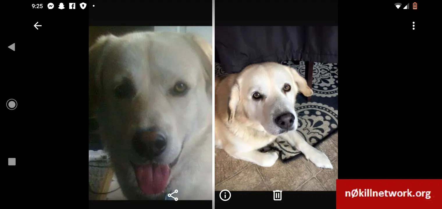 Lost dog in Fenton, MO, 63026