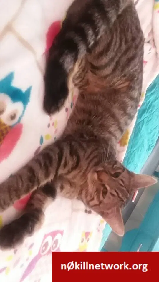 Lost cat in Woodward, IA, 50276
