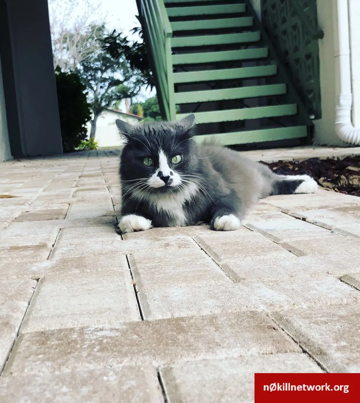 Lost cat in Tampa, FL, 33616