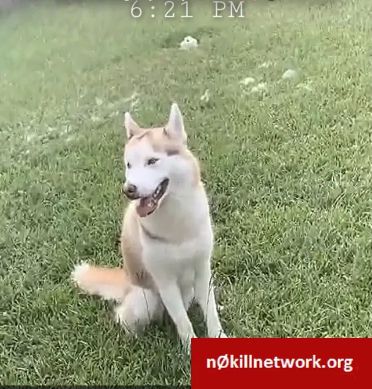 Lost dog in Stafford, TX, 77477