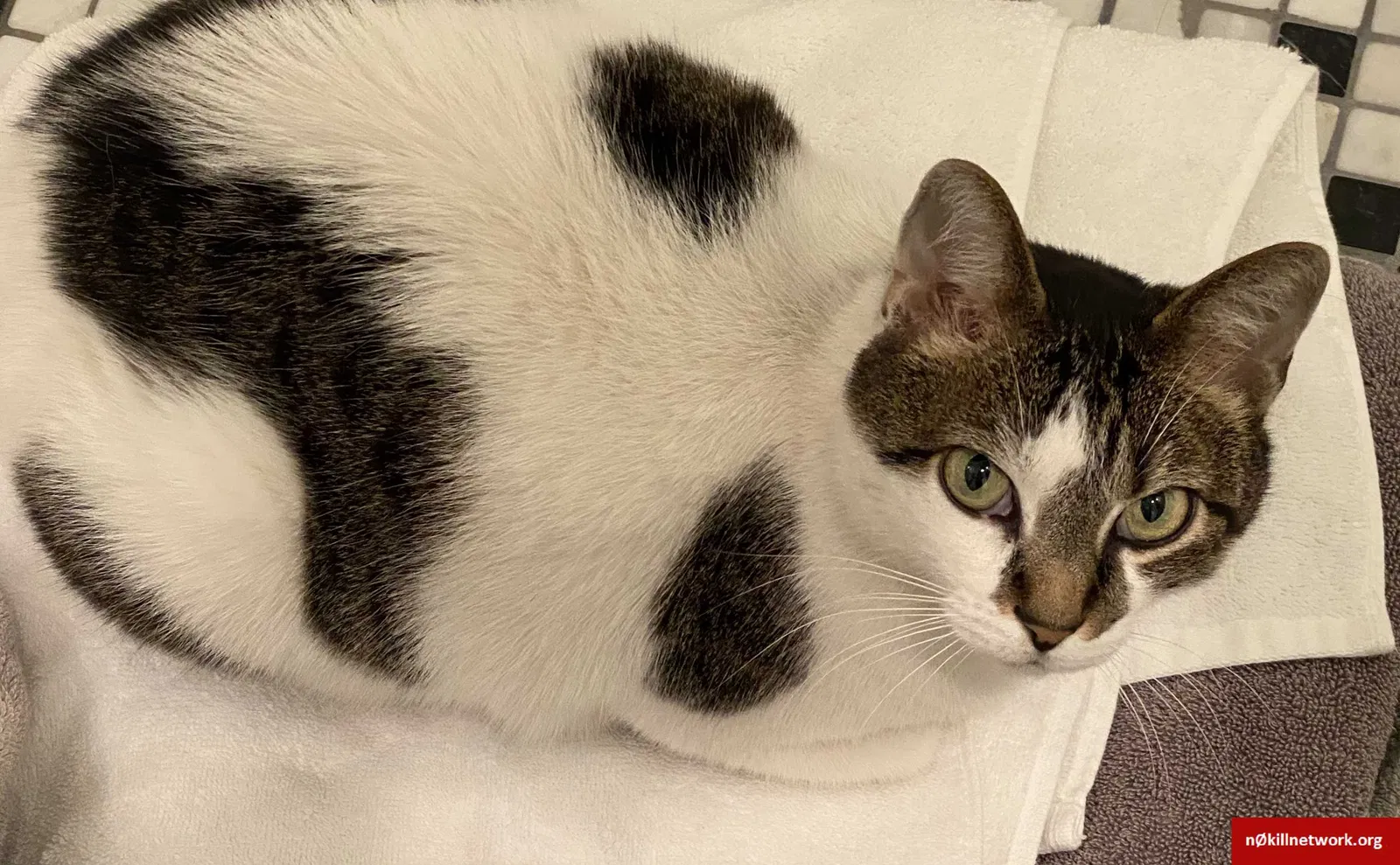 Lost cat in La Mesa, CA, 91941