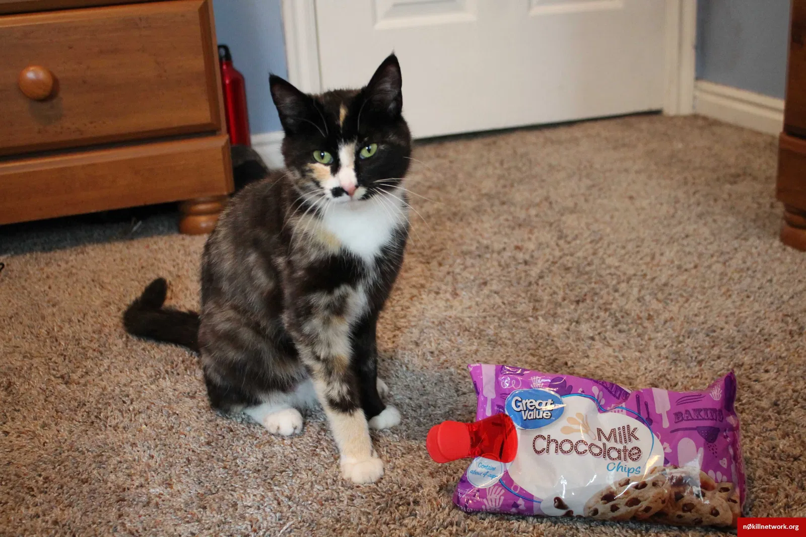 Lost cat in Spanish Fork, UT, 84660