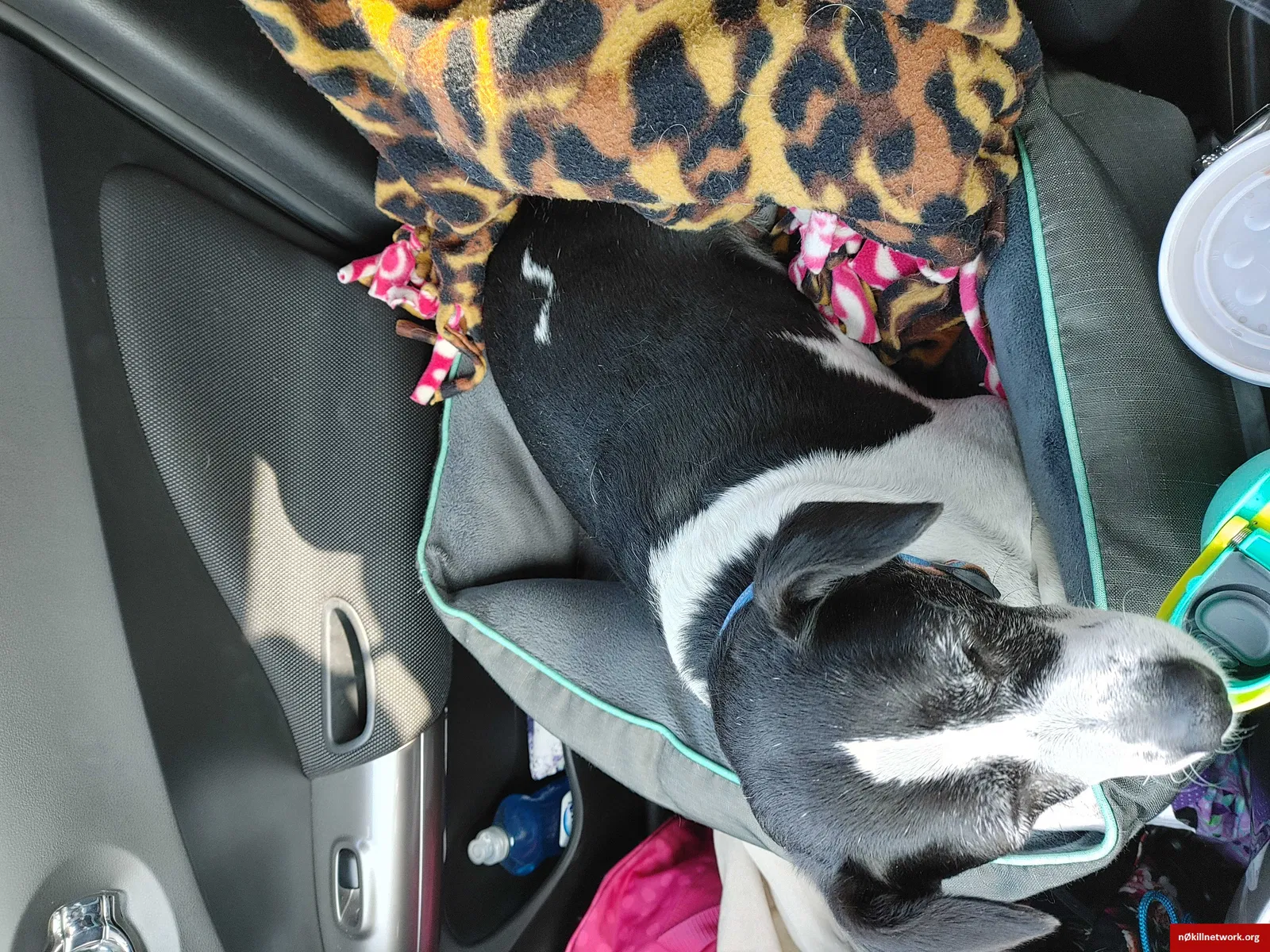 Lost dog in Wichita, KS, 67212