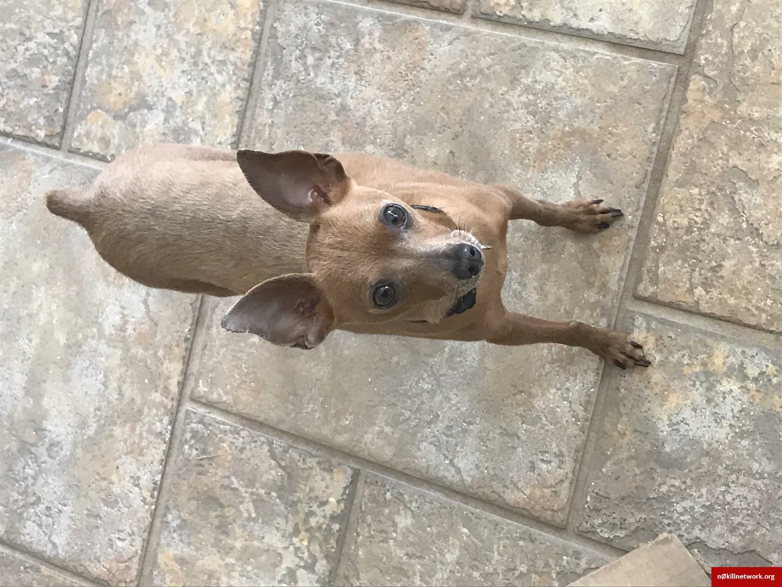 Lost dog in Palm Harbor, FL, 34685