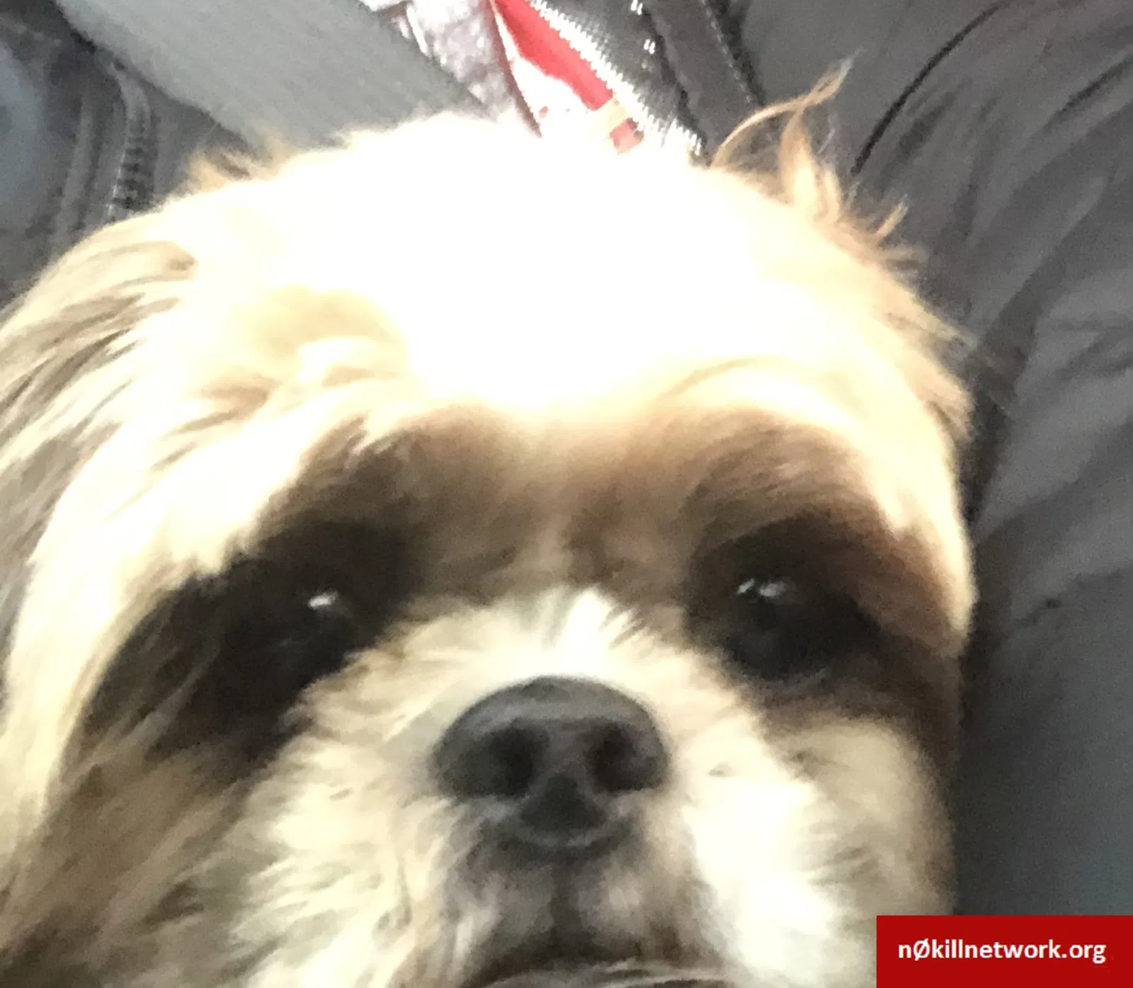 Lost dog in Urbandale, IA, 50322