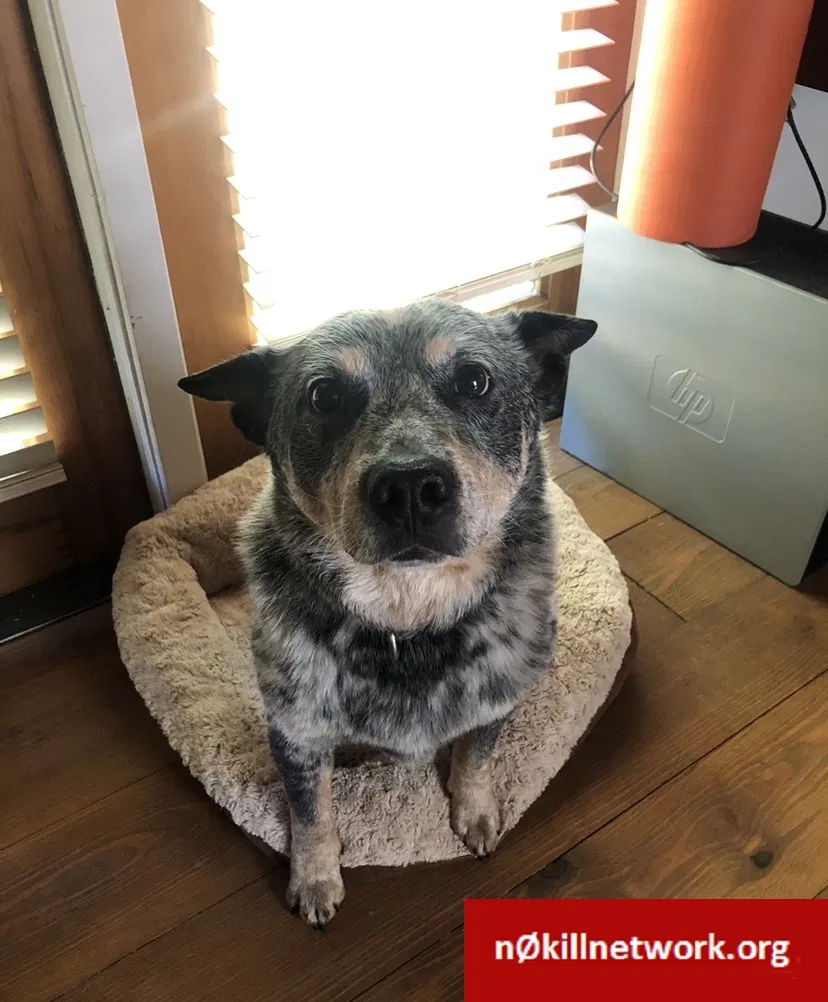 Lost dog in Flagstaff, AZ, 86004