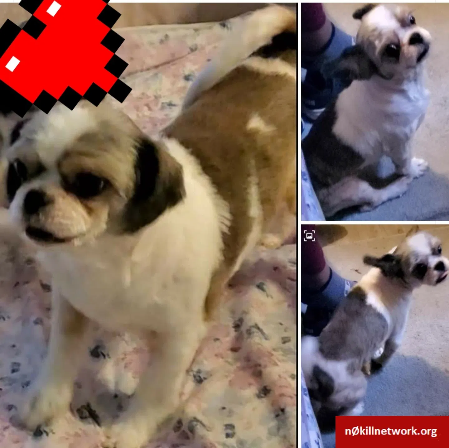 Lost dog in Winston Salem, NC, 27107