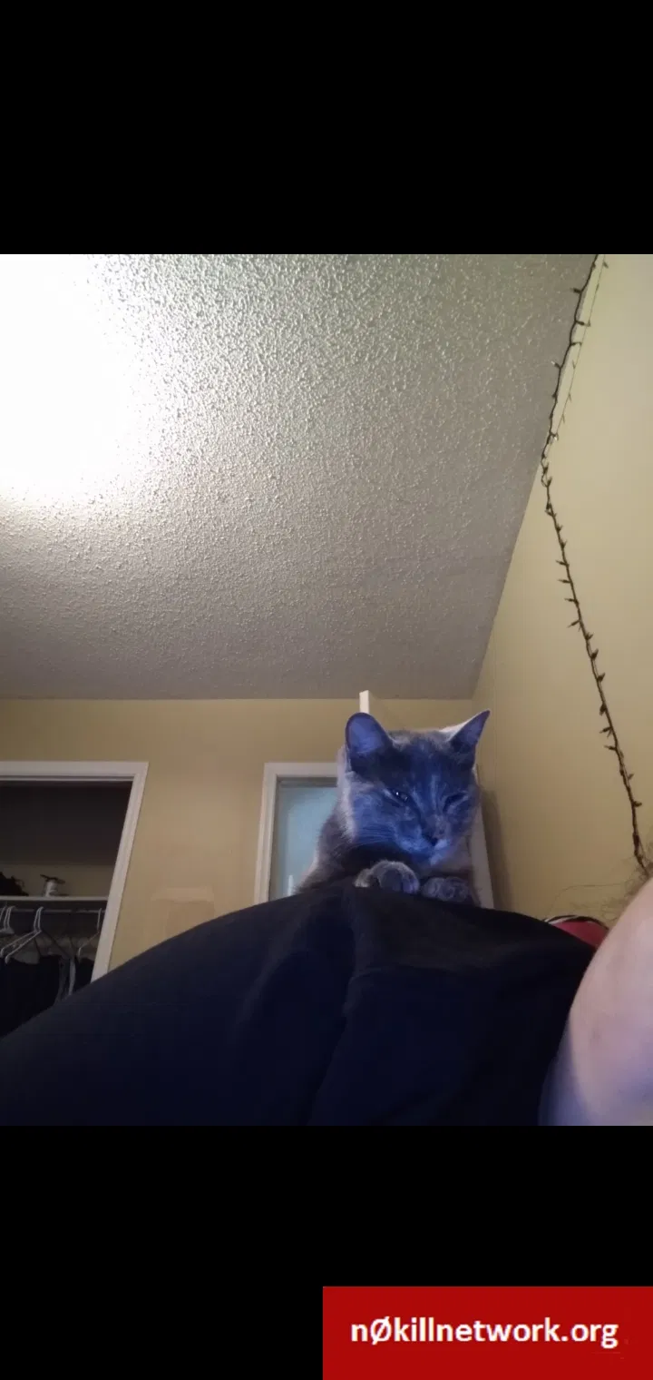 Lost cat in Dalton, GA, 30721