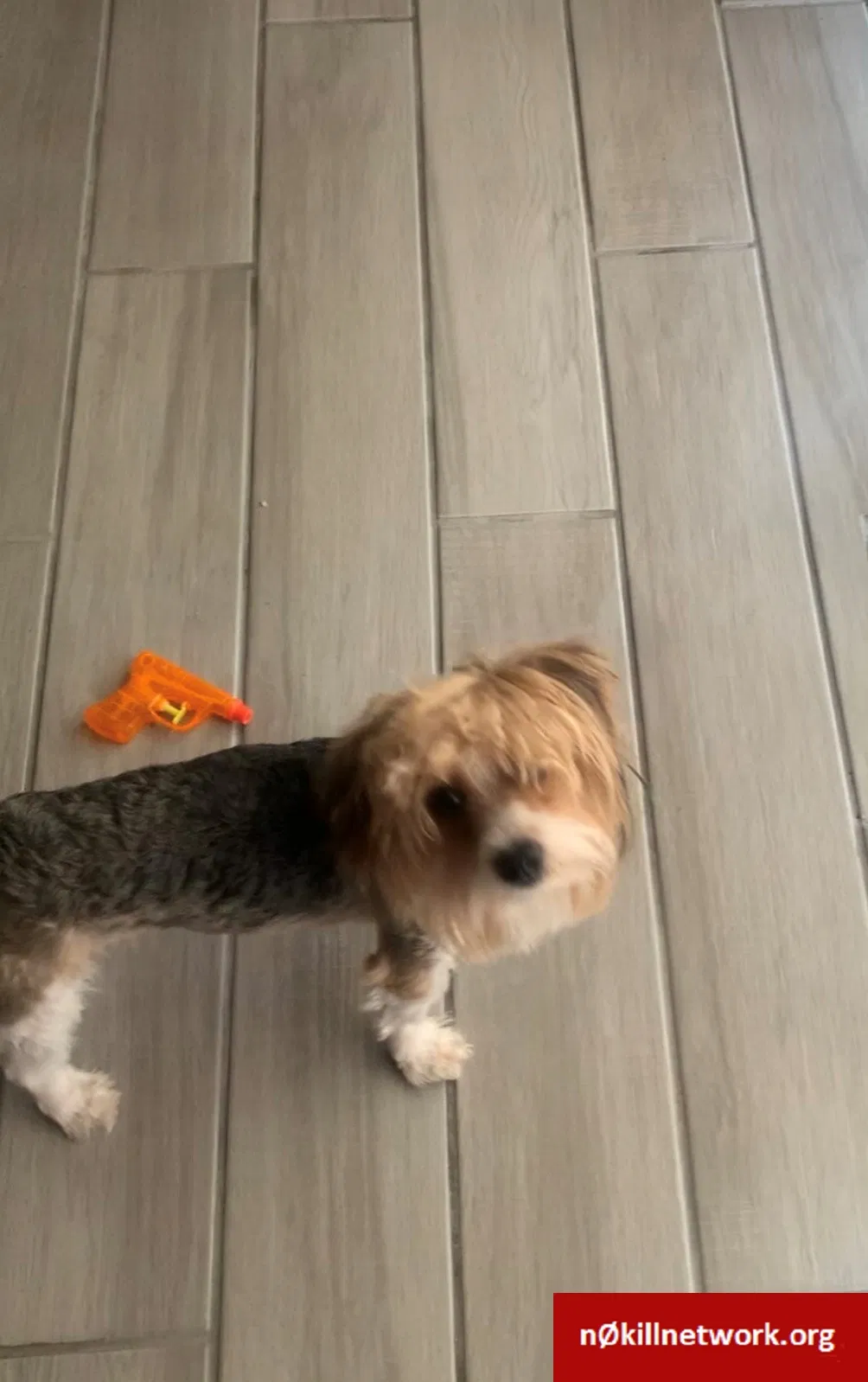 Lost dog in Tulsa, OK, 74133