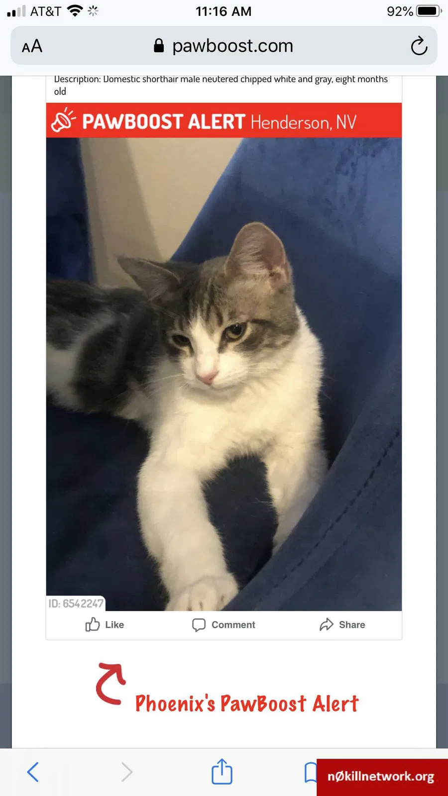 Lost cat in Henderson, NV, 89052