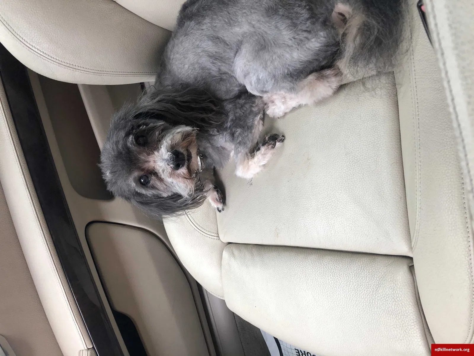 Lost dog in Tampa, FL, 33617