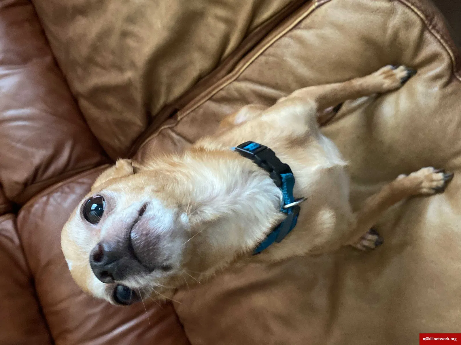 Lost dog in Baltimore, MD, 21218