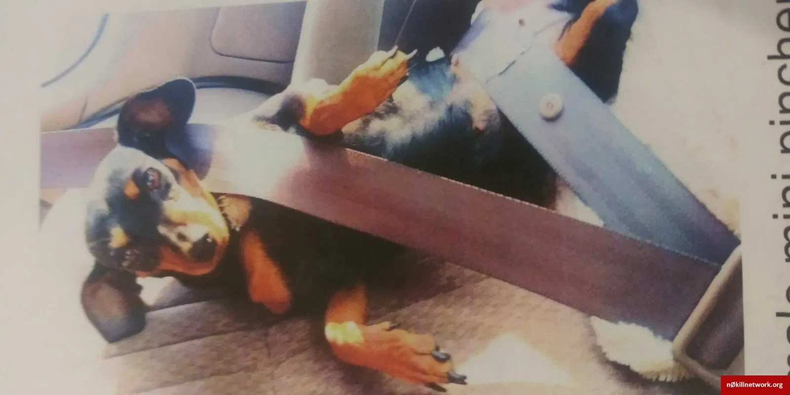 Lost dog in Santa Ana, CA, 92702