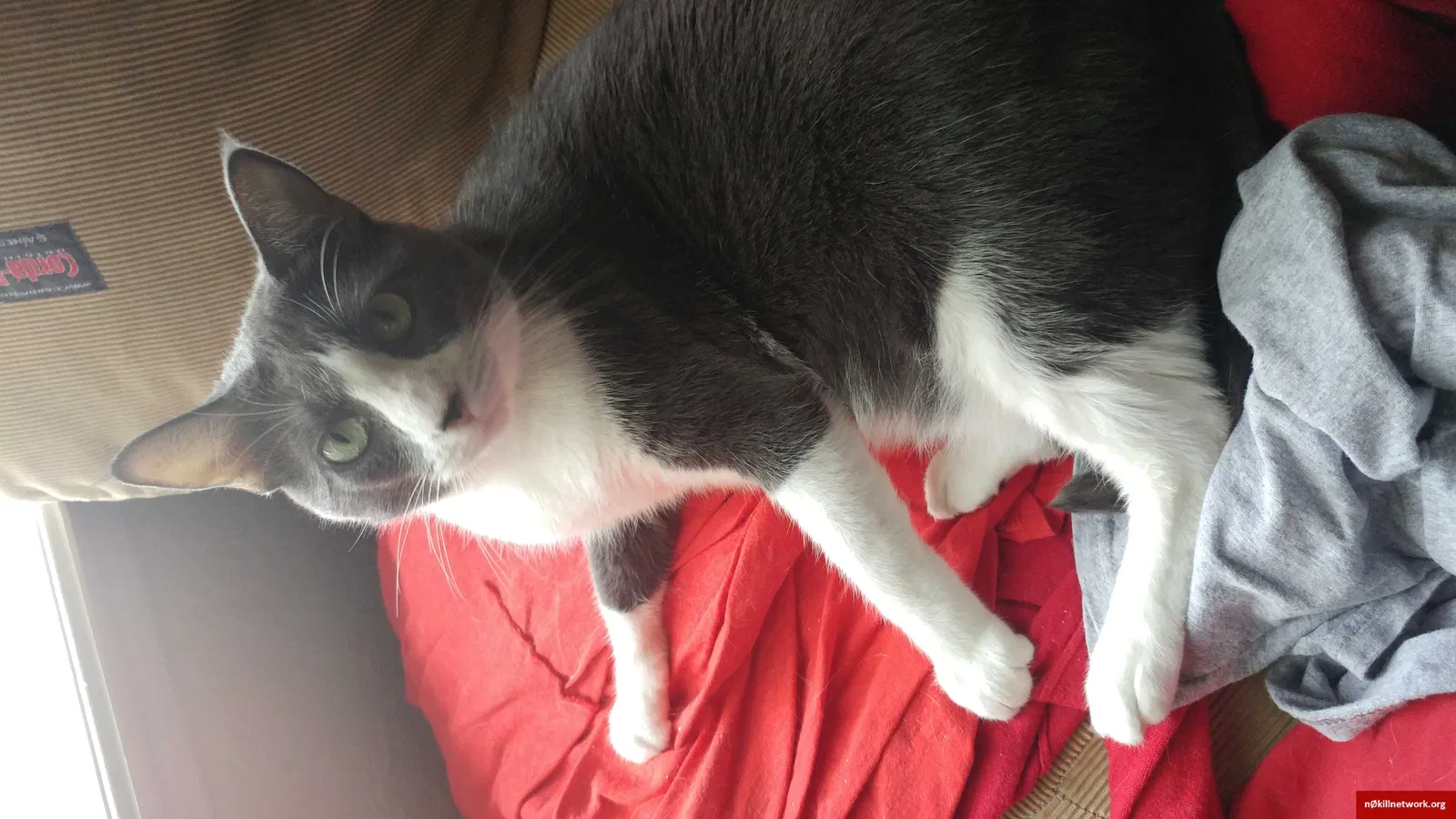 Lost cat in Middleburg, FL, 32068