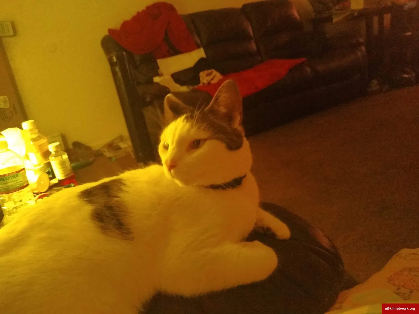 Lost cat in Toledo, OH, 43614