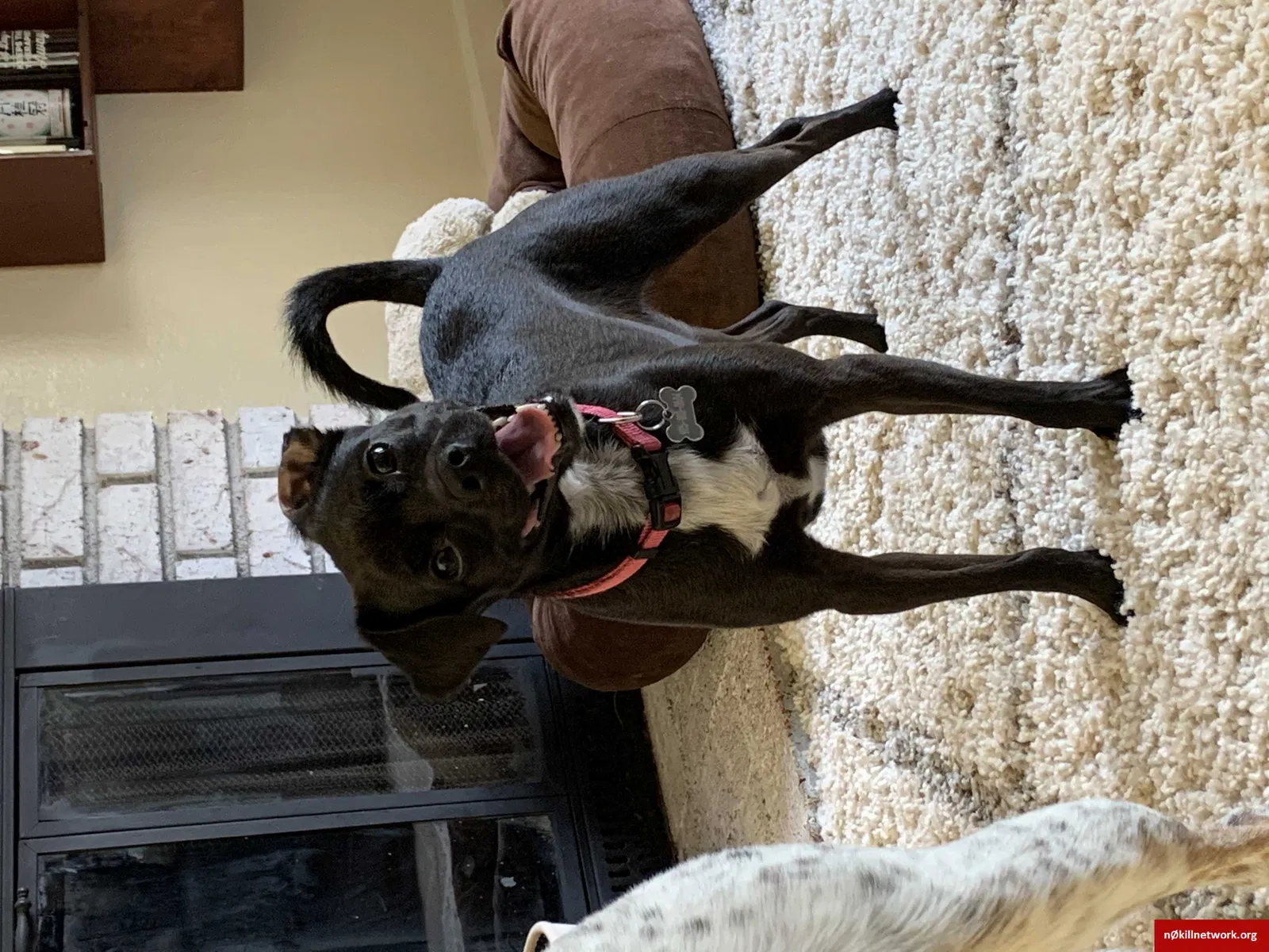 Lost dog in Vacaville, CA, 95687