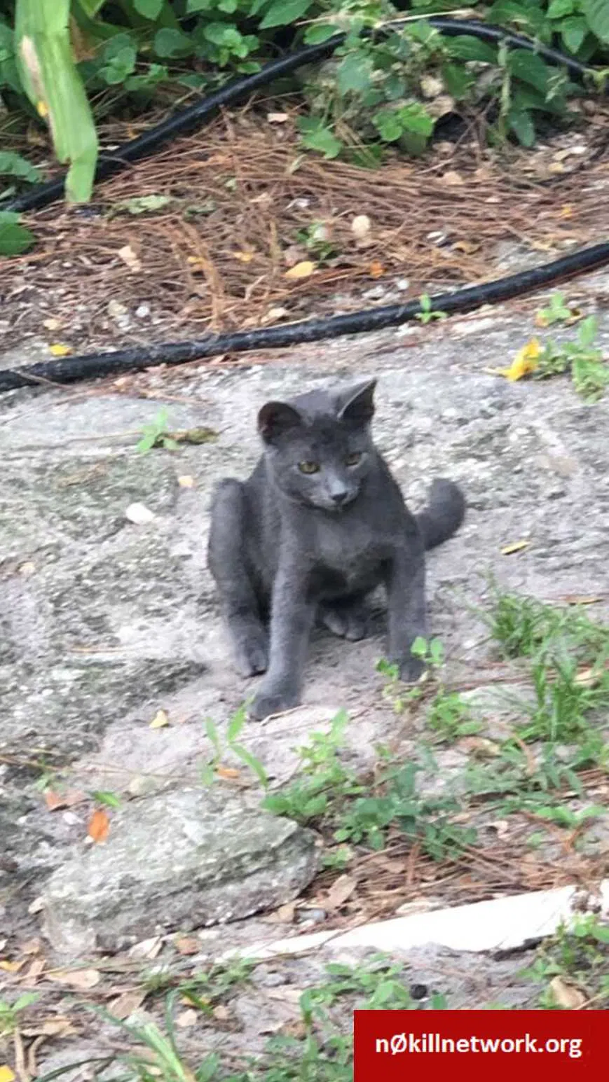 Lost cat in Fort Myers, FL, 33967