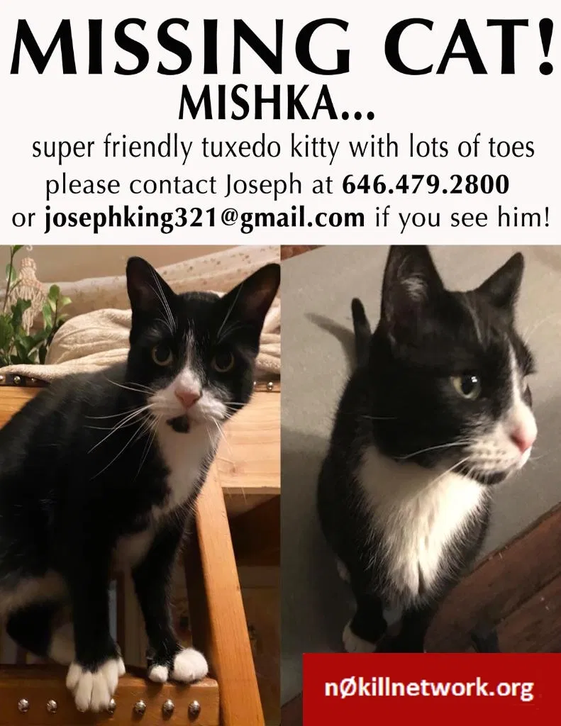 Lost cat in Brooklyn, NY, 11206