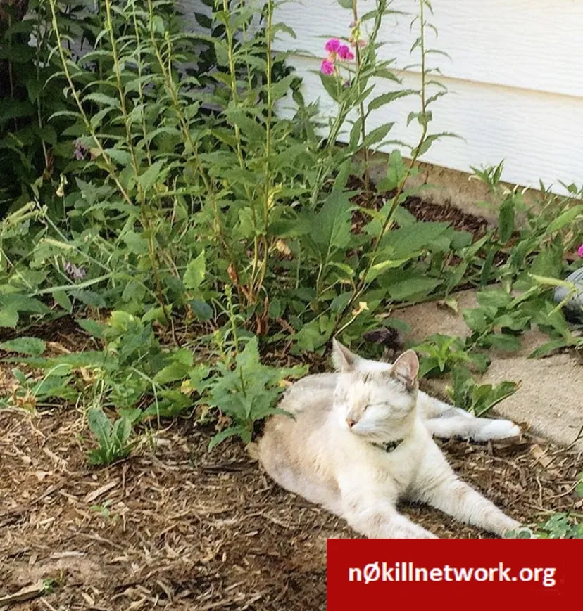 Lost cat in Denver, CO, 80232