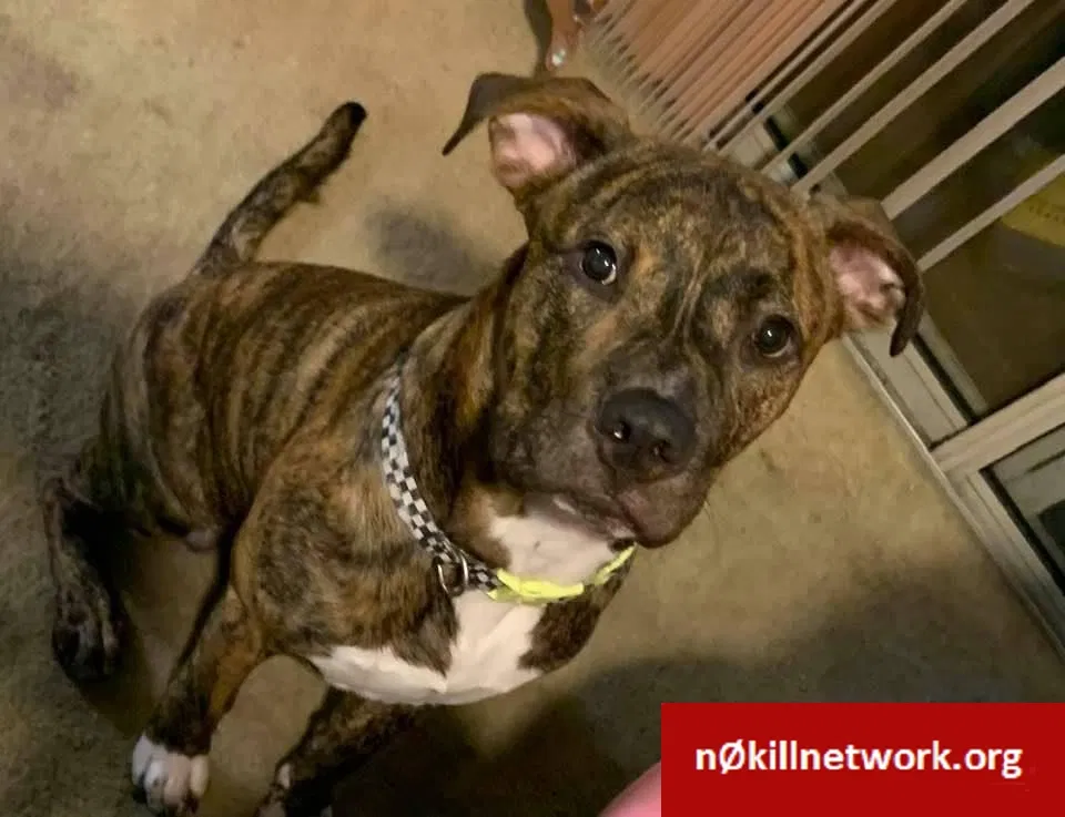 Lost dog in Ponte Vedra Beach, FL, 32082